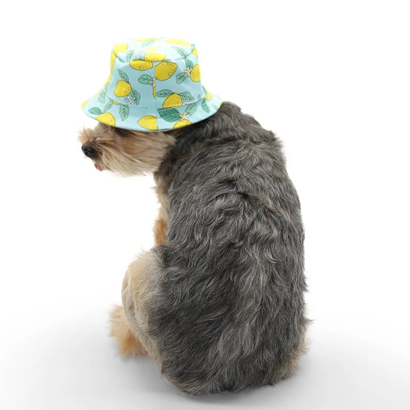 Dogo Pet Bucket Lemon Blue Doh Hat